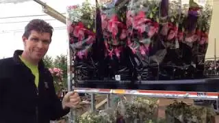 C&M Kester - inhoezen stamfuchsia's - Van Iperen