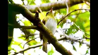 Immature Black-naped Orioles Beg Persistently | Unique Alert vs Adult Calls Explained