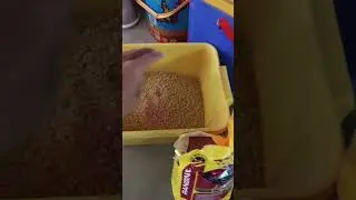Conditioning Feed Mixing for chick/sisiw 💪 #chicken #shamo #chicks #sisiw #rooster #youtube