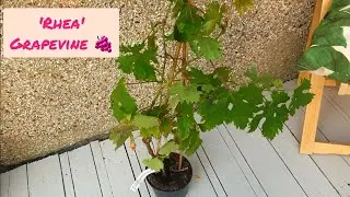 Planting a 'Rhea' Grapevine 🍇 Pink Seedless Grape Variety | DIY Trellis | UK