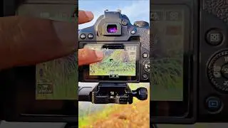 Wildlife Photography చేసేవారి కోసం ఒక అదిరిపోయే Hidden Tip.