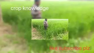 Crop knowledge