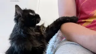 Tap-taps for Pet-pets