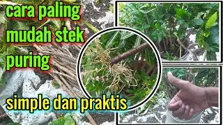 cara perbanyak tanaman hias puring paling mudah