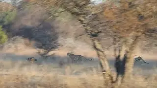 Jackal pleading for his life to a coalition of cheetahs