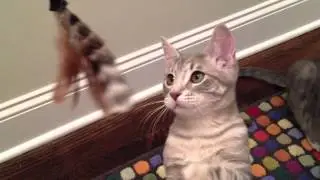 jackandlily