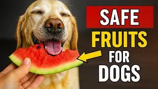 🔥7 Fruits Dogs Love &ndash; Benefits & Dosage You Need to Know!