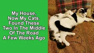 Stray Cats Invade Homes &ndash; My House, Not My Cat! 🐱 Unexpected Feline Guests