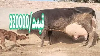  Cholistani Jersey Friesian Sahiwal cross Cow (03024029695)16 January 2026
