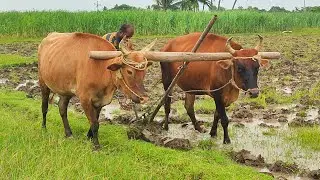 ox ploughing the field to oxen stuck in heavy mud ride by farmer | ox race | ox cart | ox videos