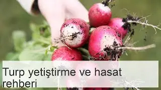 Turp yetiştiriciliği: Ekimden hasada