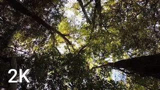 Quiet Morning Canopy 🌳 Day 73 Forestscape (2-Hour Nature Escape in 4K)