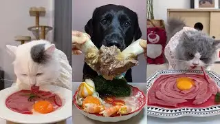 Yummy！Dog eating food funny video. pet eating food. cat eating food. 小狗吃饭的视频，小猫吃美食，看看宠物喜欢吃什么食物？