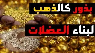 وصفات الكينوا - فوائد بذور الكينوا - طريقة طبخ بذور الكينوا - سعر كيلو الكينوا