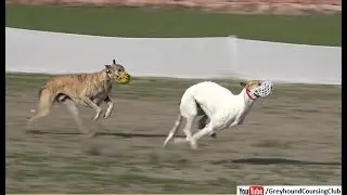 dogs coming after rabbit | hare coursing 2022 | dog race in Pakistan