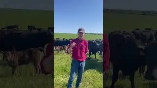 Tru-Test, the Future of UK Farming