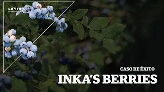 Caso de &eacute;xito en la agroindustria: Inka's Berries