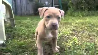 Blue nose pit bull 7 weeks blue green/blue eyes