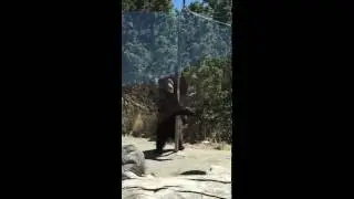 Tether Ball Bear