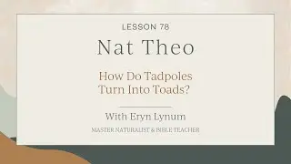 How Do Tadpoles Turn Into Toads? Lesson 78