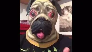 CreepyParty Latex Halloween Head Mask - Pug - Review