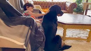 From Living his Life in the Shelter to Soaking up the Love #rottweiler