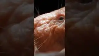 The strangest mouse ..Naked mole rat