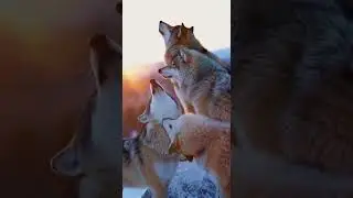 POV: You&rsquo;re Running with the Pack 🐺 #Nature