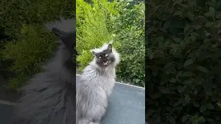 maine coon cats chirping at bird || ekekekkekkek