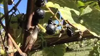 Climate Change & The Wine Industry