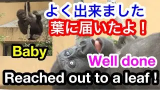 やりたい！チビゴリラはロープを握りつつ木の葉を取りたいねん🌸Nice try!Baby gorilla wants to get a leaf from a tree 🌸UP 2021/10/5