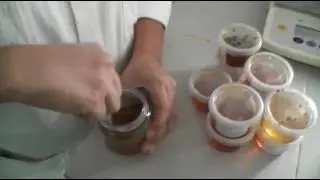 Oaxaca Miel Proceso de Compra, Filtrado, Envasado y Comercialización de Miel de Abeja