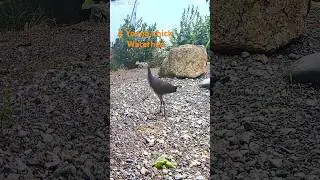 A Young - Water-hen chick Growing fast !
