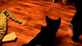 MOV00708