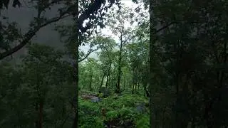 #nature #forestvlog How did you like life?