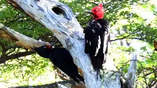 Magellanic Woodpecker - near Endemic