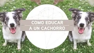 Cómo educar a tu cachorro : Introducción