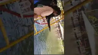 jumping fish 🐠🐟# pokkal pokum tharunam song