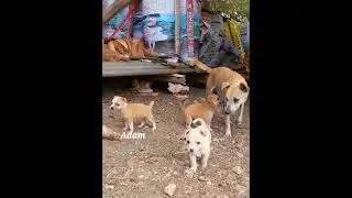 &laquo;Всё о моей собаке Адаме&raquo;