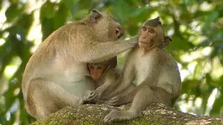 MG! Look So Warm Day BLACKY Monkey Today Full Time To Share Happiness To Both Her Babies & Grooming.