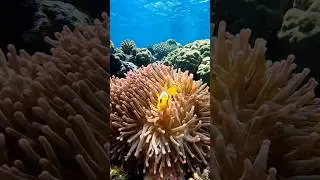 fish video #fish #fishing #fishingvideo #fishvideo #shorts #fishinglife #fishcurry @RAWWFishing