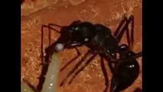 Brood boosting my Bull Ants & Rare Trophic egg feeding!