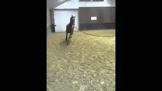 Guus (Zirocco blue x Lavendel v.Goodwill)