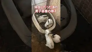 仲良しだった頃の男子部屋の様子　#ウサギのいる暮らし