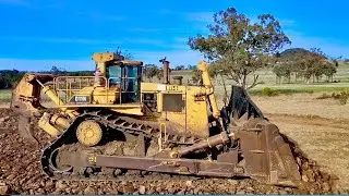 D11s Are Back & Making Noise!! (Shed Preparation part 2)