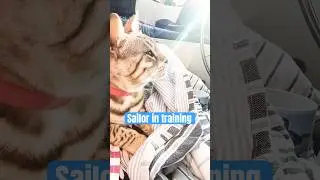 Vores f&oslash;rste l&aelig;ngere sejltur i 2025 ⛵️😻☀️#cat #sailing #beautiful #bengalcat #cute #sailboat
