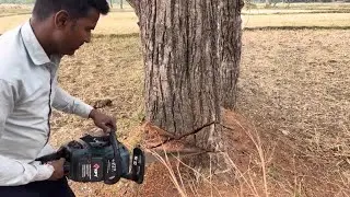 Part-1 sheesham tree cutting hard work #video #tree #cuttingskills #videoviral #viralvideo
