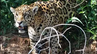 TOP 5 Safari Moments- Brian's Art for Animals
