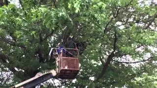 Tranquilizing a bear in a tree with a rod Marion, Pa. 06/13