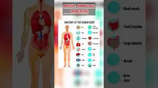 Anatomy of the human body | medical knowledge | #medicalinformation #medicalknowledgeonline